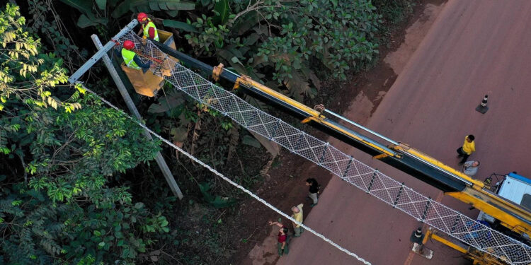 How Do You Save Endangered Monkeys? Build Them a Bridge, Brazilian Biologist Says
