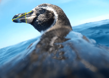 Scientists Can Now See the World From a Penguin’s Perspective