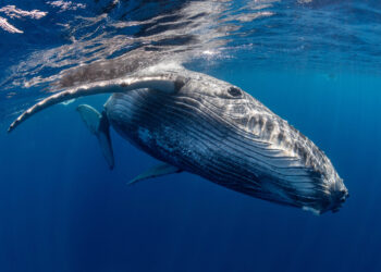 Humpback Whale Song Shares Structural Similarities to Human Language, Study Finds