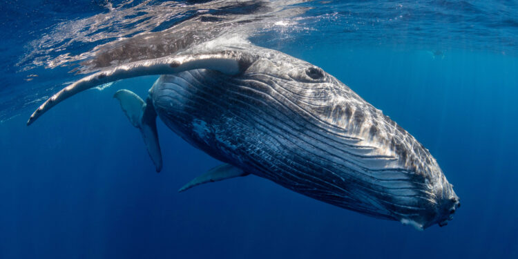 Humpback Whale Song Shares Structural Similarities to Human Language, Study Finds