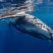 Humpback Whale Song Shares Structural Similarities to Human Language, Study Finds