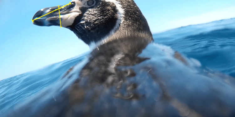 Scientists Can Now See the World From a Penguin’s Perspective