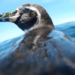 Scientists Can Now See the World From a Penguin’s Perspective