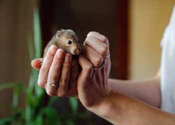 Indiana Nonprofit The Pipsqueakery Helps Oft-Overlooked Animals in Need
