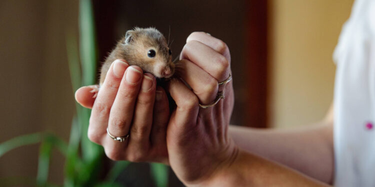 Indiana Nonprofit The Pipsqueakery Helps Oft-Overlooked Animals in Need