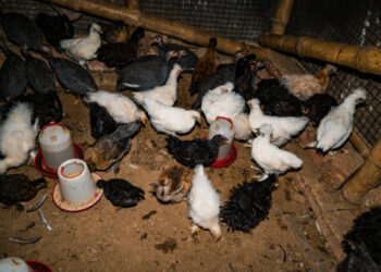 USDA Secretary Gives Update on Egg Prices: All In on Chicken Repopulation and Biosecurity, But Vaccines for Chickens ‘Off the Table’