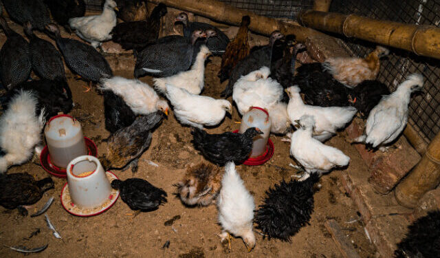 USDA Secretary Gives Update on Egg Prices: All In on Chicken Repopulation and Biosecurity, But Vaccines for Chickens ‘Off the Table’