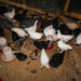 USDA Secretary Gives Update on Egg Prices: All In on Chicken Repopulation and Biosecurity, But Vaccines for Chickens ‘Off the Table’