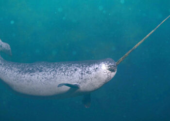 Scientists Capture First-Ever Footage of Narwhals Using Their Tusks to Play