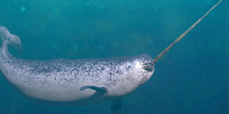 Scientists Capture First-Ever Footage of Narwhals Using Their Tusks to Play