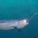 Scientists Capture First-Ever Footage of Narwhals Using Their Tusks to Play