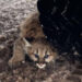 Meet the First Cougar Cubs Seen in the Michigan Wild in 100 Years